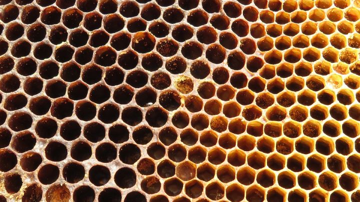 Opakowania na żywność z wosku pszczelego: poznaj fakty