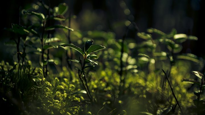 Najczęstsze problemy w uprawie domowej: Jak radzić sobie z chorobami i szkodnikami?